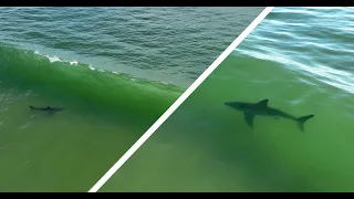 Incredible Great White Shark Drone Footage in the Surf Zone