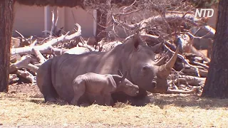 Израильский зоопарк показал новорождённого носорога