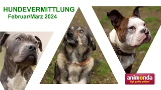 Hundevermittlung - Februar/März 2024 (Tierheim Hannover TV)