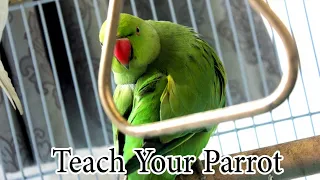 Teach Your Parrot To Learn Talking Quickly