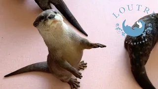 Otter's Adorable Jump!