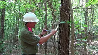 Determining the age of a tree with an increment borer
