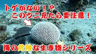 【海の危険生物】トゲが無いけど毒針持ち！？ラッパウニに要注意！【水中映像】