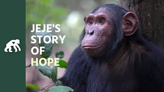 Get to Know Jeje's Tchimpounga Sanctuary Story of Hope