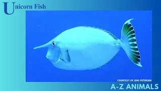 Come Learn about the Unicorn Fish