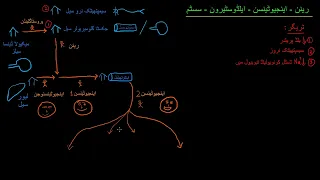 General overview of the RAAS system  | Cells and hormones  | NCLEX RN |  Khan Academy Urdu