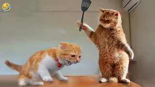 FUNNY CATS and DOGS & other ANIMALS 🐱🐶🦜 Funniest Animal Videos 😂
