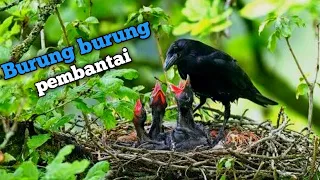 Burung burung sadis menyerang anak burung lain untuk mencuri