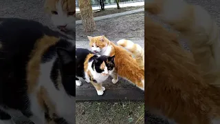 ГДЕ ЖИВУТ ДВОРОВЫЕ КОТЫ 🐱🐱