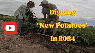 Digging New Potatoes