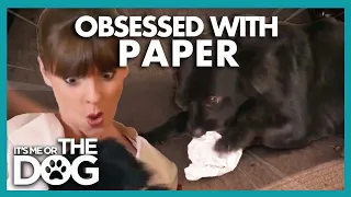 Paper-Aggressive Dog Tries to Bite During Training | It's Me or The Dog