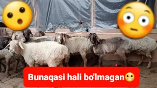 Optom narxlarda Qirg'iziston Qo'ylari🐑