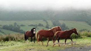 Welsh Mountain Ponies