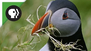 Puffins Pick the Perfect Home