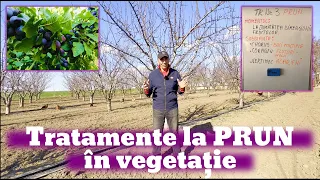 Tratamentele la pruni în vegetație