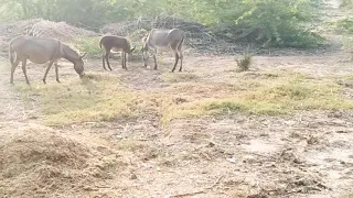 New village animals walking and eating grass in my village