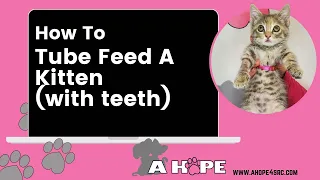 How to Tube Feed A Kitten With Teeth