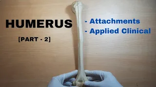 Humerus Bone Anatomy PART 2 || Attachments & Applied Clinical || Bones of Upper Limb