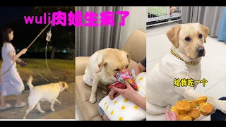 停止抚摸你的狗看它的反应#拉布拉多犬 #拉布拉多 #神犬 #狗狗 #肉肉说了算