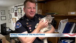 Maine police department adopts stray cat