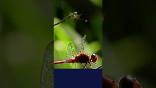What Does it Mean to See a Dragonfly?