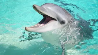 Dolphins in Galveston Beach Tour