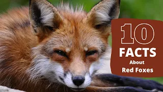 Fox Facts | 10 Awesome Facts About Red Foxes