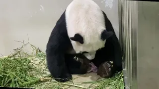 Chinese giant panda gives birth on seventh attempt