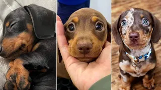 Funniest Dachshund Wiener Dog Compilation 2024 | Funny Pet Videos