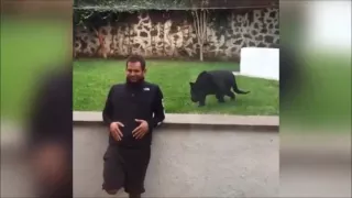Panther Sneaks Up Behind Man With No Protecting Glass