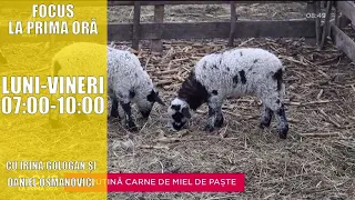 MAI PUȚINĂ CARNE DE MIEL, DE PAȘTE