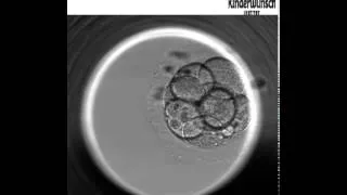 Die Embryo Entwicklung bis zur Blastozyste - Embryoskop