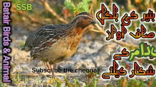 batair ke awaz soba kliye,B new quail morning voice