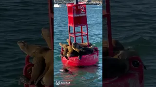 Sea Lions having a blast! #sealion #sealions #californiasealion #buoy