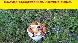 Срочно все в лес! Полное ведро за 30 минут.Подосиновиков море.Edible mushrooms in large quantities.