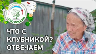 #1 🍓 ЧТО С КЛУБНИКОЙ??? КАК БОРОТЬСЯ С СЕРОЙ ГНИЛЬЮ НА КЛУБНИКЕ.