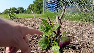 Saving our dying fig trees // Growing figs in Missouri