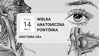 Anatomia narządu wzroku | oko | Wielka Anatomiczna Powtórka