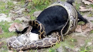 Python Swallows A Goat Whole