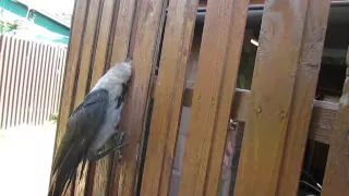 Ворона застряла в заборе.