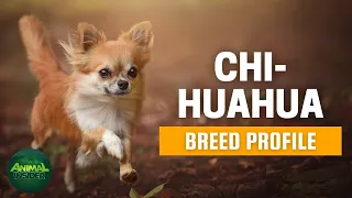 Chihuahua Dogs 101: Everything You Need To Know - Is It the Right Dog for You?