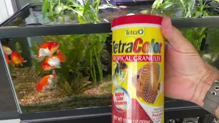 Feeding Goldfish, a fish that needs cautionary measures when feeding.