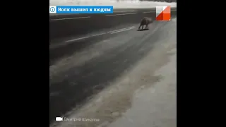 Архангельск: волк вышел к людям