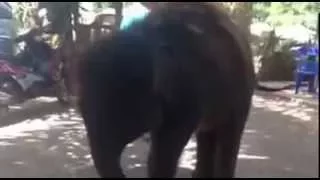 Слон прикольно танцует!!! Подборка приколов из популярной серии "смешные видео про слонов"