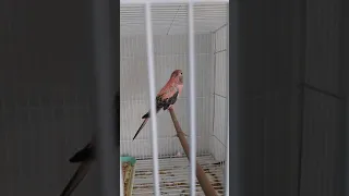 Розовобрюхие попугаи