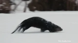 An otter glides through the snow | Film Studio Aves