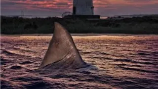 Jaws(The Revenge) Vengeance Death and finale recut