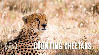 Counting Cheetahs
