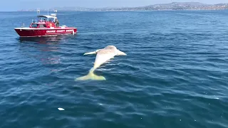 Massive Great White Shark!!! Feasting on a Grey Whale Near San Clemente Pier, Orange County, Ca