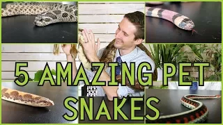 Five of the Best Pet Snakes You Could Possibly Get!